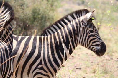 Close-up of zebra on field