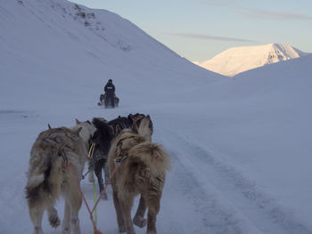 Dogs pulling sleigh on snowy field