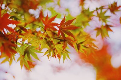 Close-up of maple leaves on tree during autumn