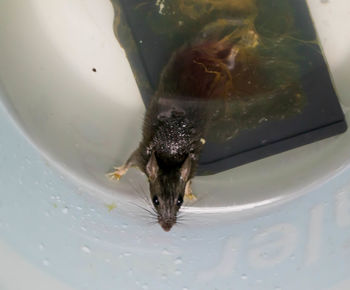 Close-up of turtle swimming in water