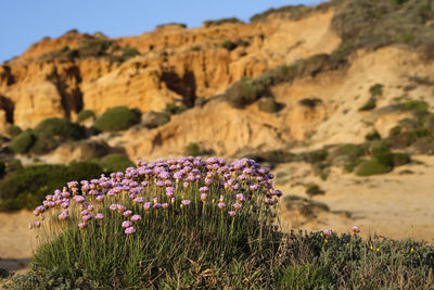 Purple flowering plants on land