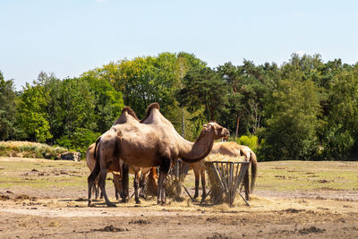 Horses in a field