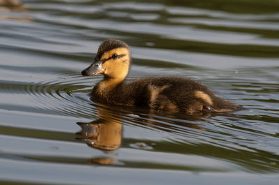 Close-up of a duck in a lake