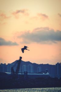 Seagull flying over city against sky during sunset