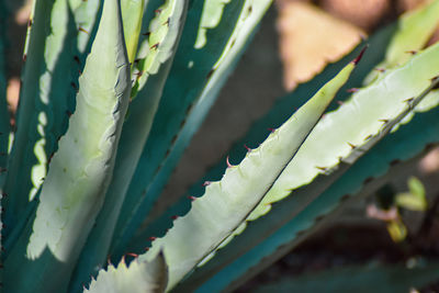 Close-up of succulent plant leaves