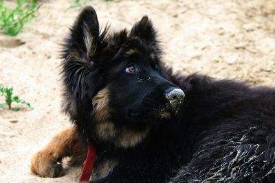 Close-up of dog looking away