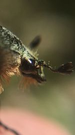 Close-up of insect on leaf