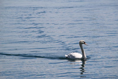 Swan swimming in lake