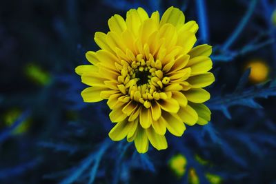 Close-up of yellow flowering plant in park