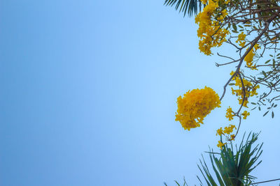 Low angle view of flowering plant against clear blue sky