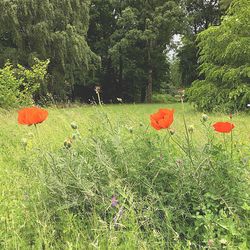 Red poppy flowers growing in field