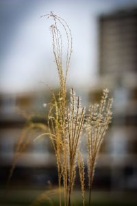 Close-up of wheat plant on field