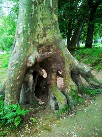 Trees in forest