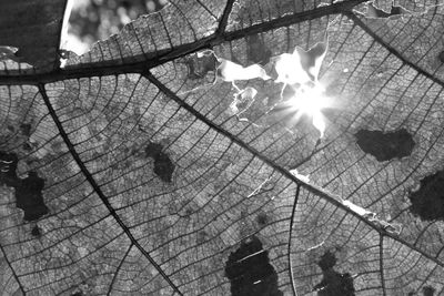 Close-up of plants against bright sun