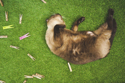 High angle view of cat lying on grassy field