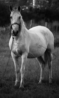 Horse standing in a field