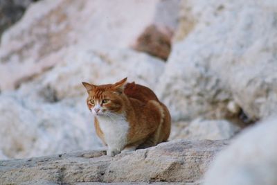 Close-up of cat sitting on rock