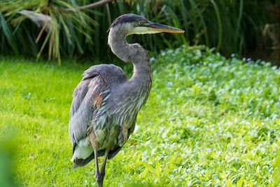 Gray heron on grass