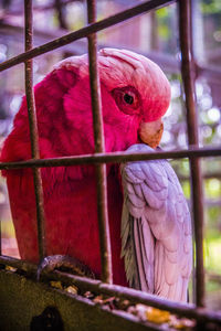 Close-up of parrot