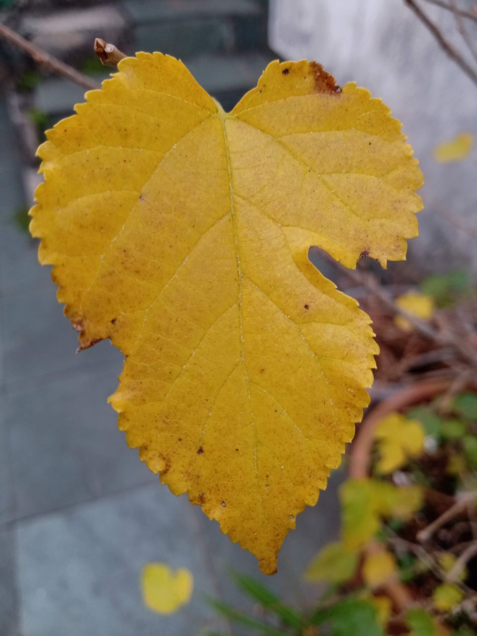 CLOSE-UP OF YELLOW MAPLE LEAVES