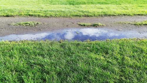 Grass growing in field