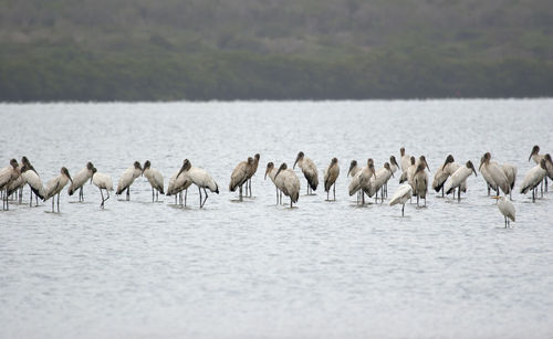 Large group of wood stork mycteria americana cranes birds feeding