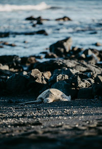 Surface level of tortoise on beach