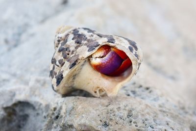 Close-up of shell on rock