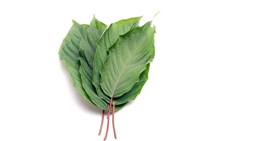 Close-up of fresh green leaves against white background