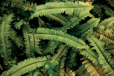 Close-up of fern leaves