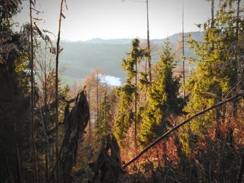 Panoramic view of trees in forest against sky