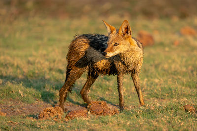 Fox standing on field