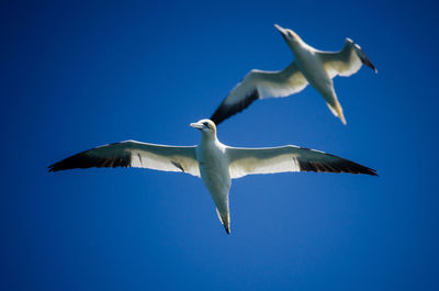 Northern gannets flying near pembrokeshire coast