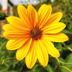 Close-up of yellow flower