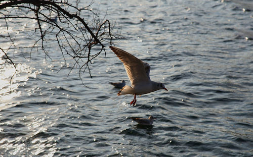 View of birds in water
