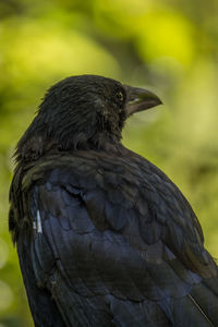 Close-up of a raven