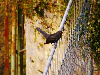 Close-up of bird perching on tree