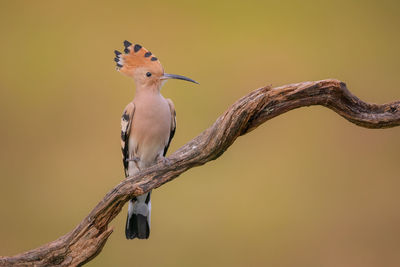 Close-up of bird perching on branch