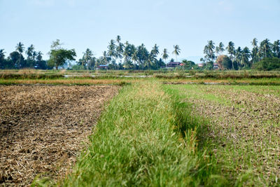 Scenic view of agricultural field against sky