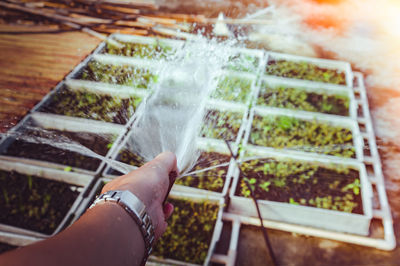 Person holding ice cream on potted plant