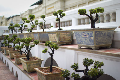 Bonsai trees in garden