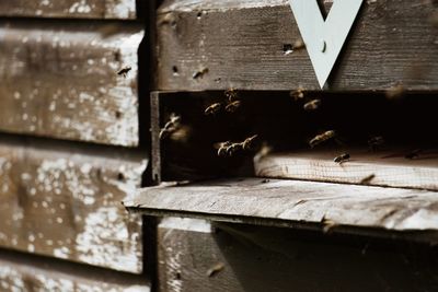 Close-up of bee on wood