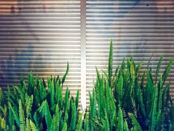 Close-up of plants growing outdoors