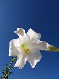 Close-up of white flower against blue sky