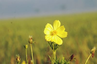 Close-up of yellow flowering plant on field during sunny day