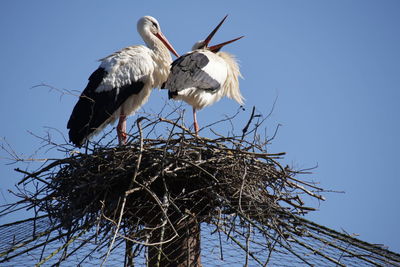 white stork
