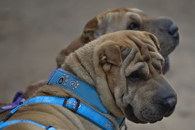 Close-up of dog with man