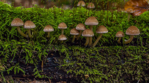 Close-up of mushrooms growing on grass