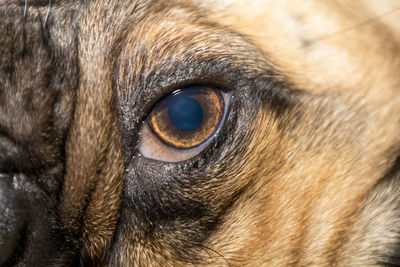 Close-up portrait of a cat