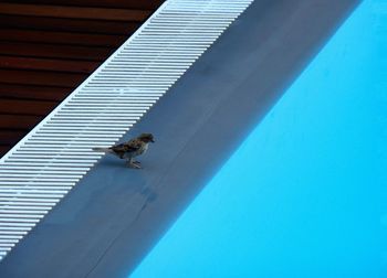 Low angle view of insect against blue sky